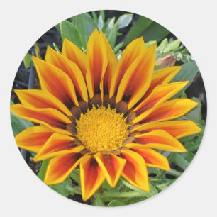 Redonda Pegatina de flores de Gazania