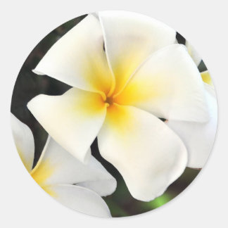 Redonda Pegatina de Flores de Plumeria Tropical