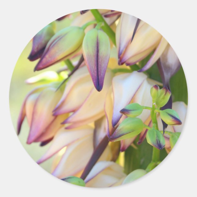 Redonda pegatina de flores de yucca (Anverso)