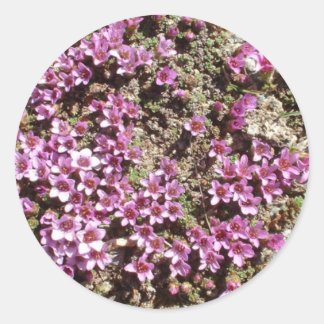 Redonda Pegatina de flores del suizo alpino Purple Saxifra