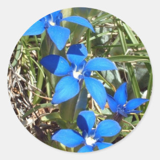 Redonda Pegatina de flores gentianas azules