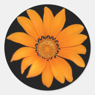 Redonda Pegatina de flores naranja