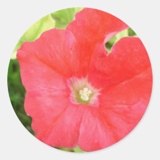 Redonda Pegatina de flores Red Petunia