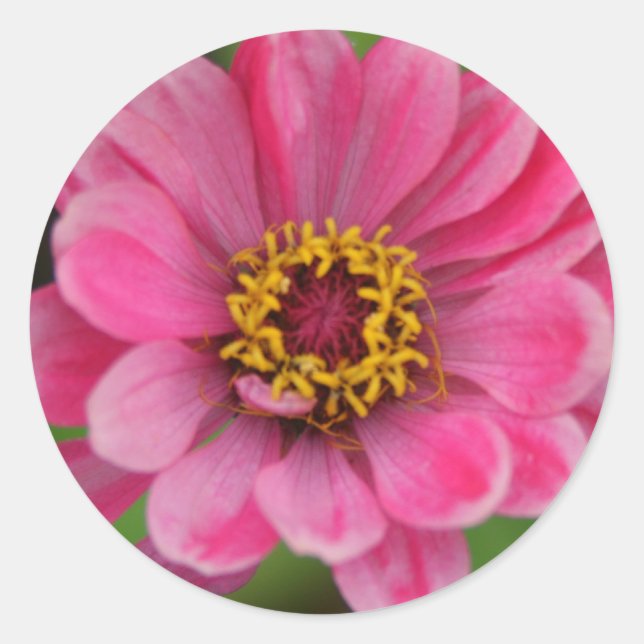 Redonda pegatina de flores rosadas (Anverso)