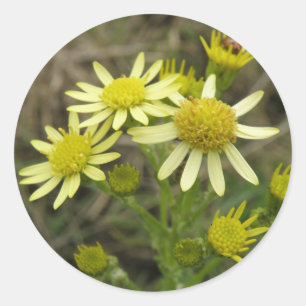 Redonda Pegatina de flores silvestres amarillas bonito