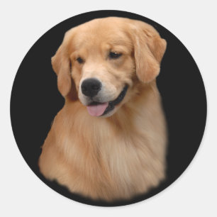 Redonda Pegatina de Frisco del golden retriever pequeño