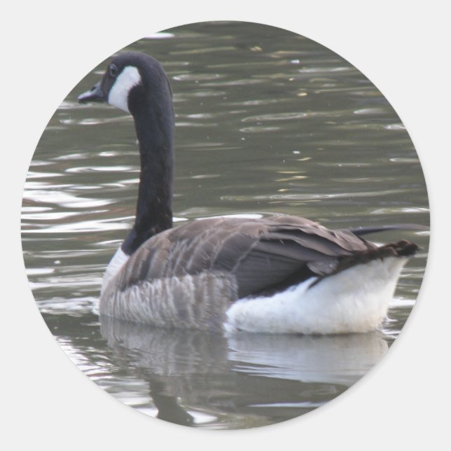 Redonda Pegatina de ganso de Canadá (Anverso)