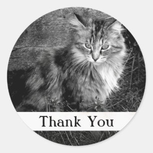 Redonda Pegatina de gato Maine Coon de agradecimiento