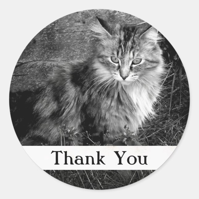 Redonda Pegatina de gato Maine Coon de agradecimiento (Anverso)