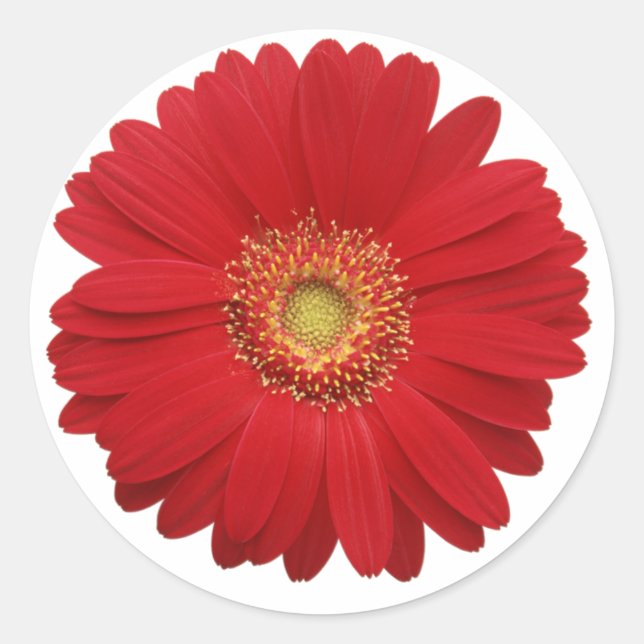 Redonda Pegatina de gerbera roja (Anverso)