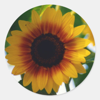Redonda Pegatina de girasol