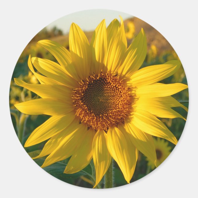 Redonda Pegatina de girasol de verano (Anverso)