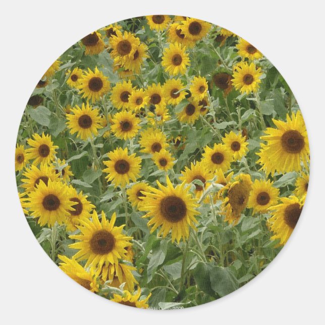 Redonda Pegatina de girasoles de Marie (Anverso)