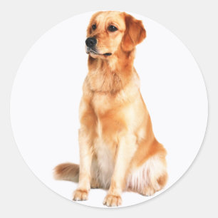 Redonda Pegatina de Golden Retriever