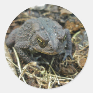 Redonda Pegatina de Grandpa Toad