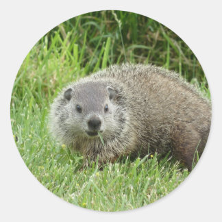 Redonda Pegatina de Groundhog