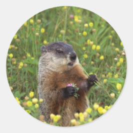 Redonda Pegatina de Groundhog Pose