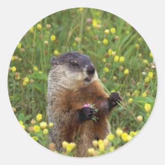 Redonda Pegatina de Groundhog Pose