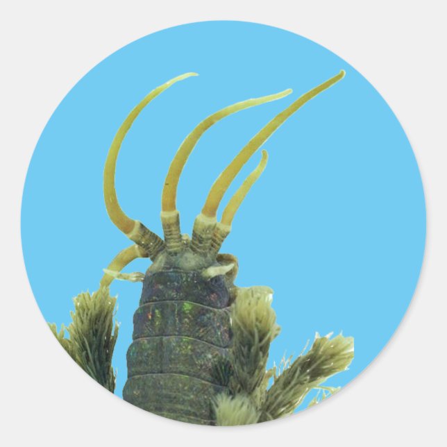 Redonda Pegatina de gusanos 1 (Anverso)