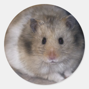 Redonda Pegatina de Hammie