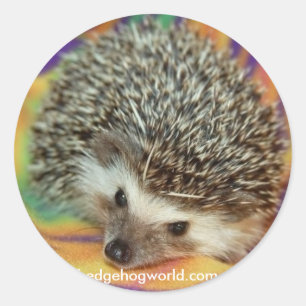 Redonda pegatina de hedgehog oscuro