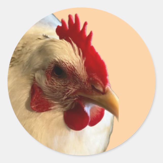 Redonda Pegatina de Hen de White Australorp (Anverso)