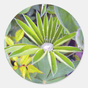 Redonda Pegatina De Hojas Lupine Lupine Llenadas De Agua