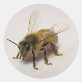 Redonda Pegatina de Honey Bee