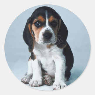 Redonda Pegatina de Hound Basset