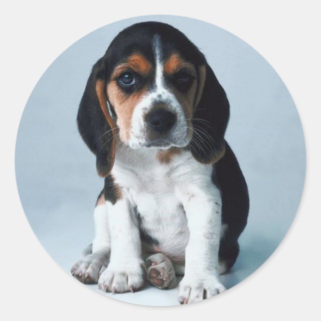 Redonda Pegatina de Hound Basset (Anverso)