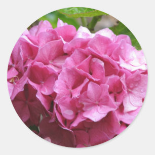 Redonda Pegatina de Hydrangea Rosa