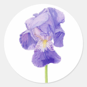 Redonda Pegatina de iris morado