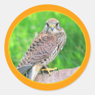 Redonda Pegatina de Kestrel