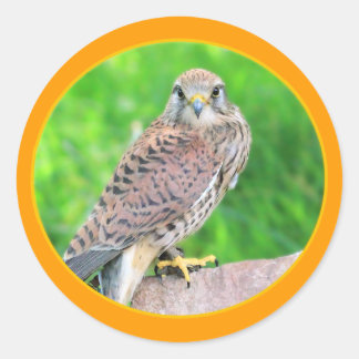Redonda Pegatina de Kestrel