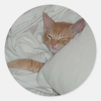 Redonda Pegatina de Kitten Dax Dreams