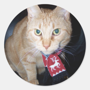 Redonda Pegatina de la bufanda del gato del naranja
