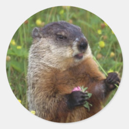 Redonda Pegatina de la dosis de Groundhog - Más cerca