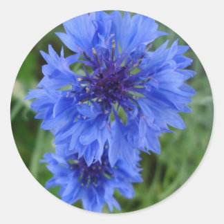 Redonda Pegatina de la flor de maíz azul