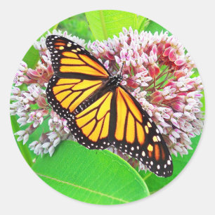 Redonda Pegatina de la flor del Milkweed de la mariposa de
