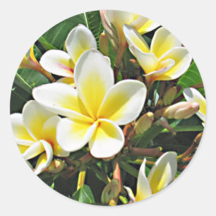 Redonda Pegatina de la flor del Plumeria