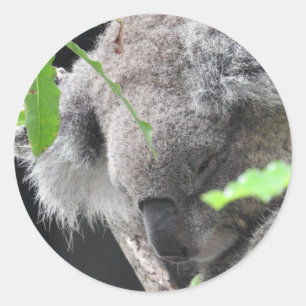 Redonda Pegatina de la koala