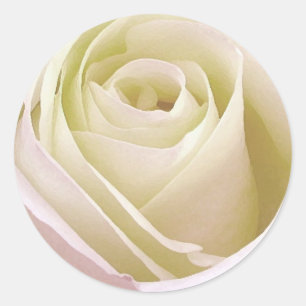 Redonda Pegatina de la rosa blanca