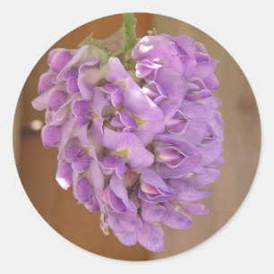 Redonda Pegatina de la Wisteria Americana (Wisteria frutes