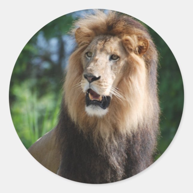 Redonda Pegatina de león Regal (Anverso)