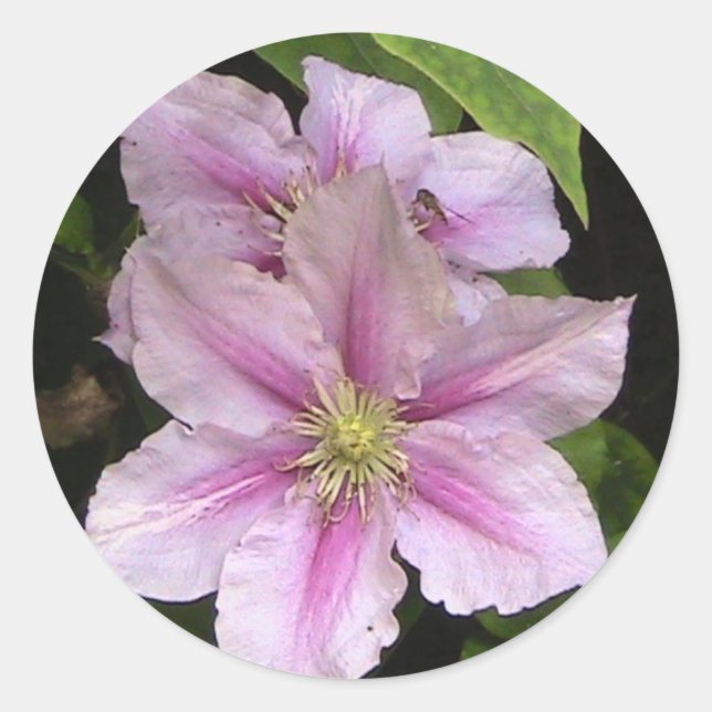 Redonda Pegatina de Lirio Rosa (Clematis) (Anverso)