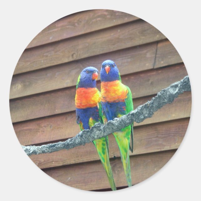 Redonda Pegatina de Lorikeets del arco iris (Anverso)