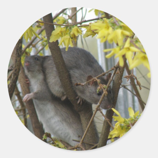 Redonda Pegatina de los abrazos de ratones (Anverso)