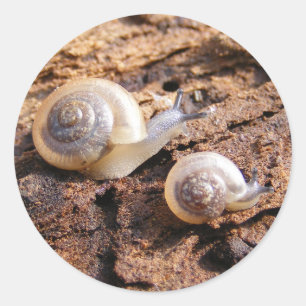 Redonda Pegatina de los caracoles de bebé