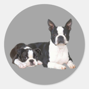 Redonda Pegatina de los compinches de Boston Terrier