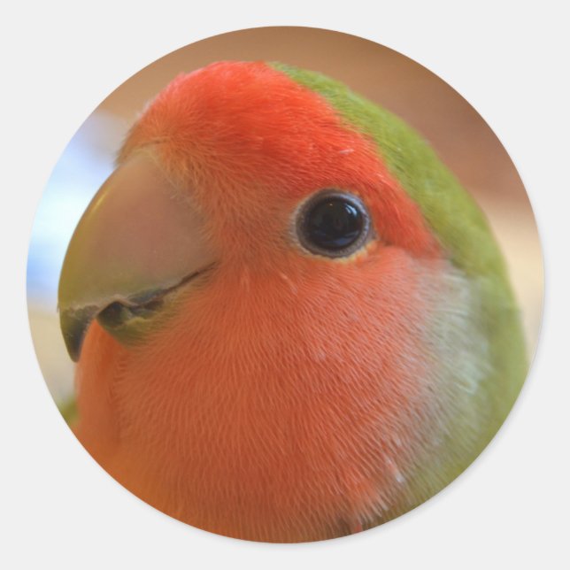 Redonda Pegatina de Lovebird (Anverso)